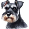 Miniature Schnauzer