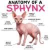 Anatomy Of A Sphynx